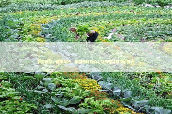 梦里情深，醒来如初，泰国情降后的心路历程与期待的复合 泰国情降法事预约