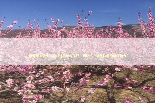 用照片下降头，绝对让你惊叹不已！揭秘这一神秘技艺的神奇魅力 泰国情降法事预约